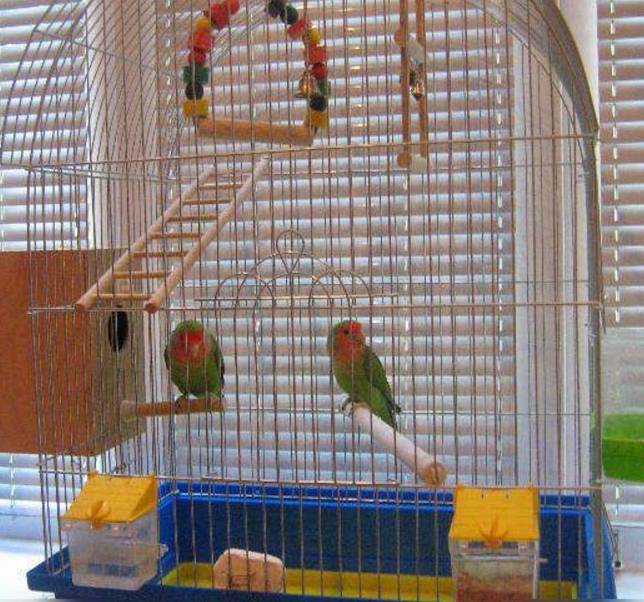 Клетка для неразлучников: размер, какая нужна для попугаев