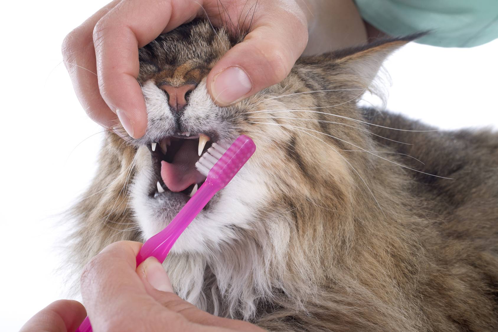 Как чистить зубы кошке в домашних условиях? | hill's pet