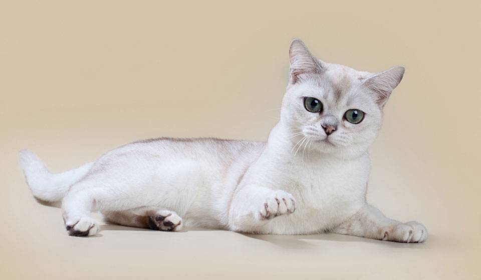 Кошка бурмилла: фото, описание породы