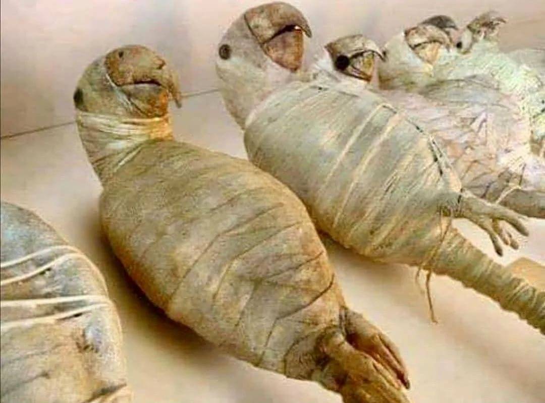 Зачем в древнем египте мумифицировали животных?