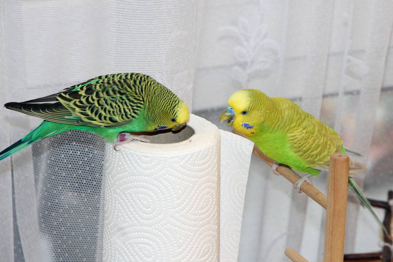 Почему волнистые попугаи не размножаются, что нужно сделать?