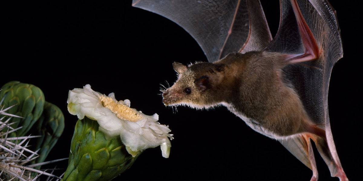 Летучая мышь: виды и описание животных, интересные факты и фото