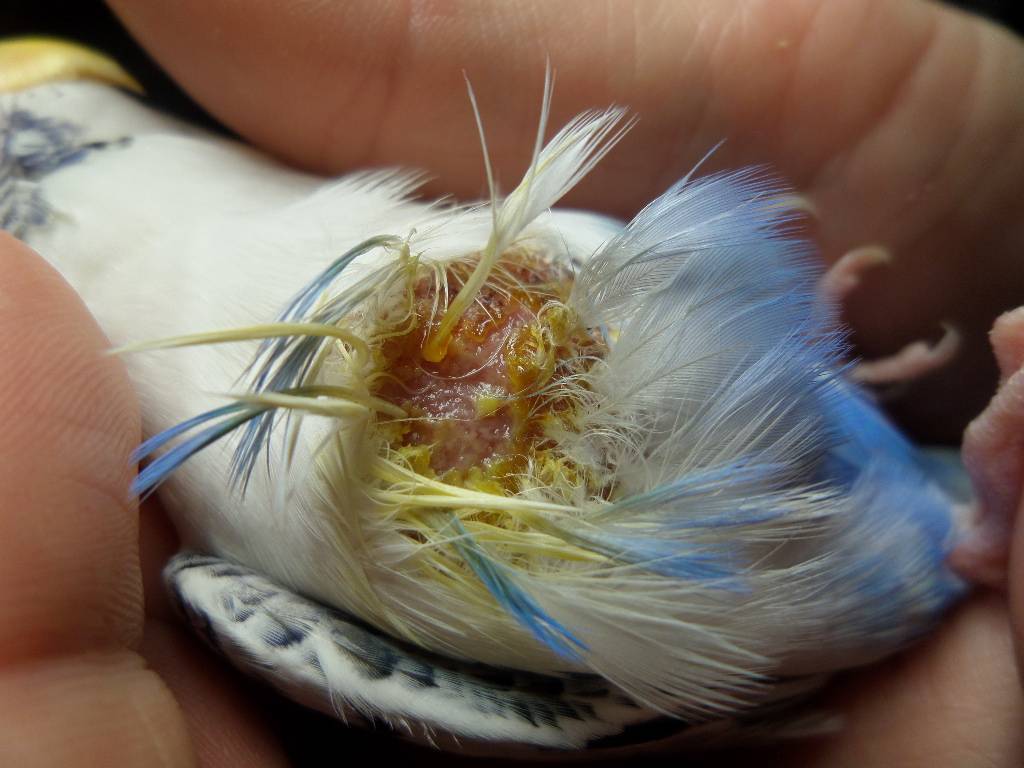 Почему у попугая выпадают перья: болезни и линька