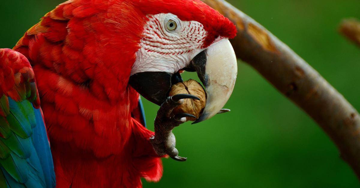 Интересные факты о попугаях | интересные факты