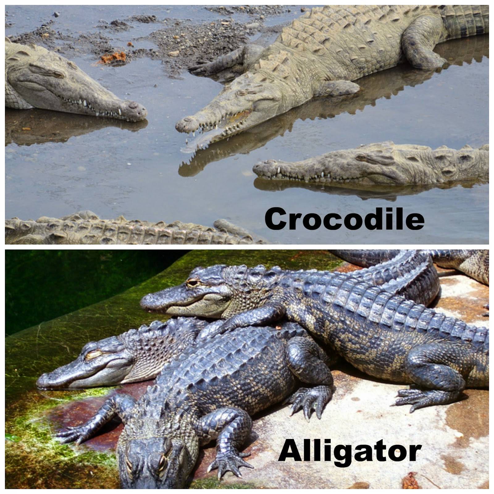 Чем крокодилы отличаются от аллигаторов?