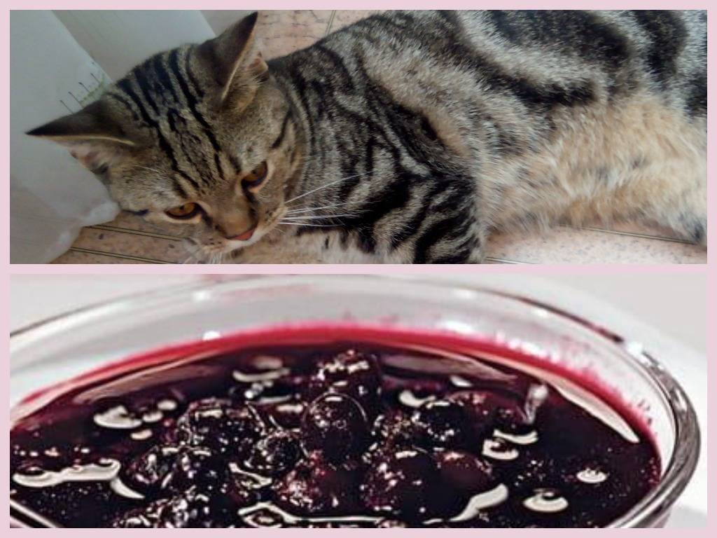 Можно ли кошкам сладкое: все о вреде сладкого для кошачьего организма
