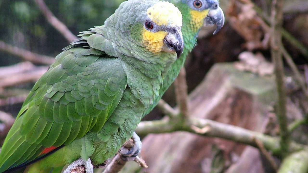 Попугай амазон, амазонский попугай, синелобый амазон (фото)