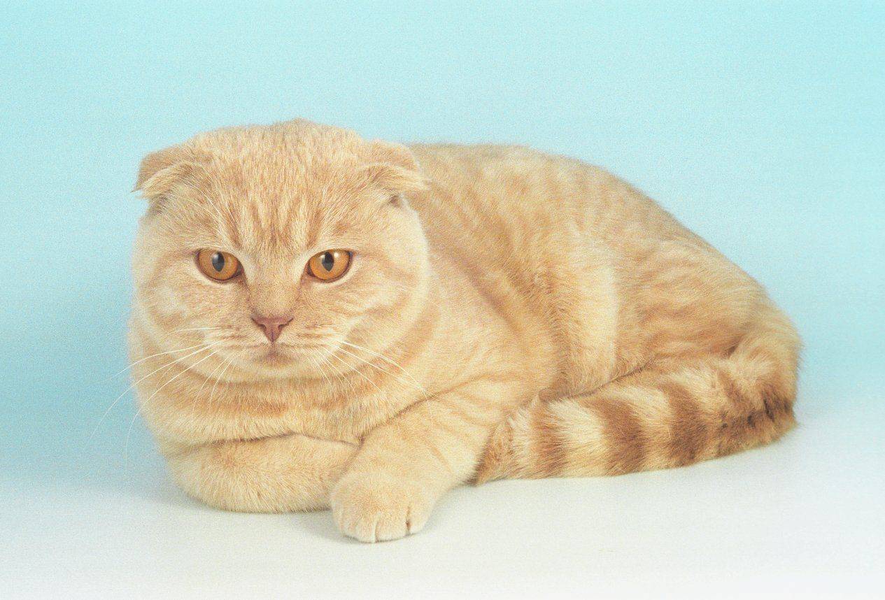 Вислоухие короткошерстные кошки скоттиш-фолд — все о них » муркотики
