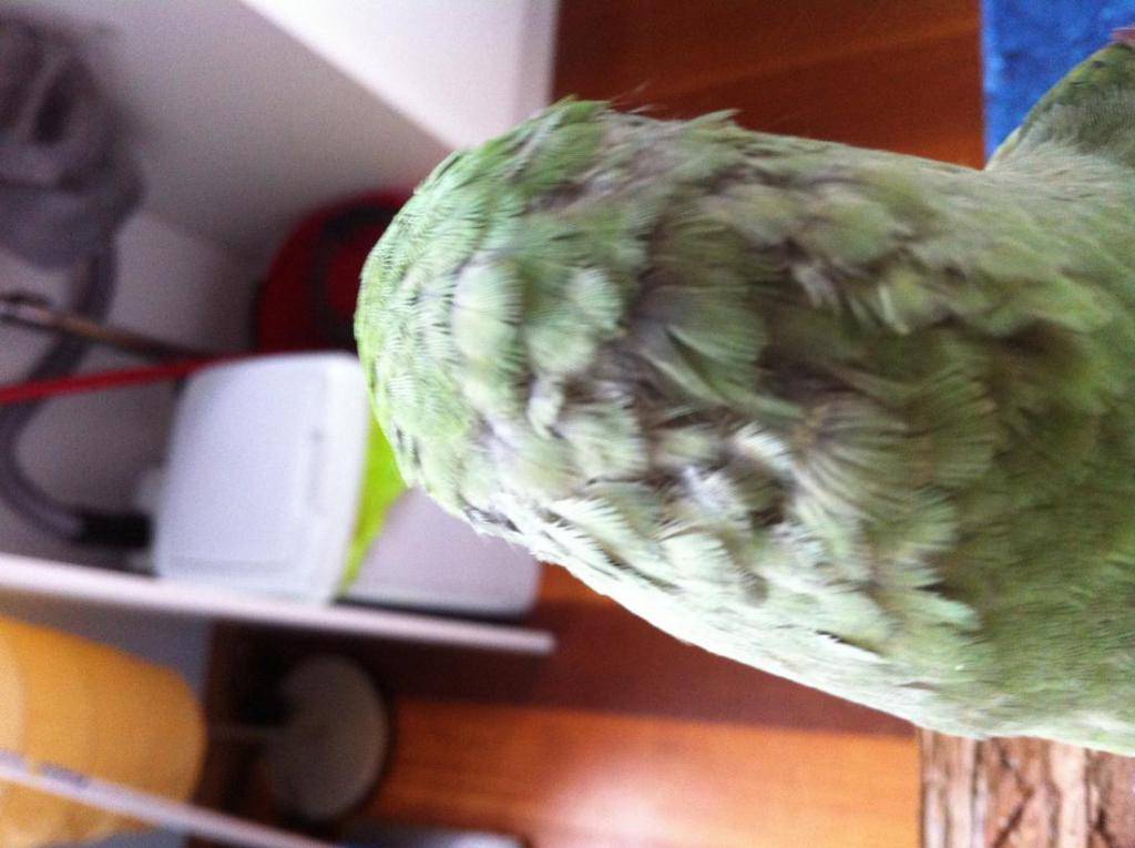 Почему часто чешется волнистый попугай?