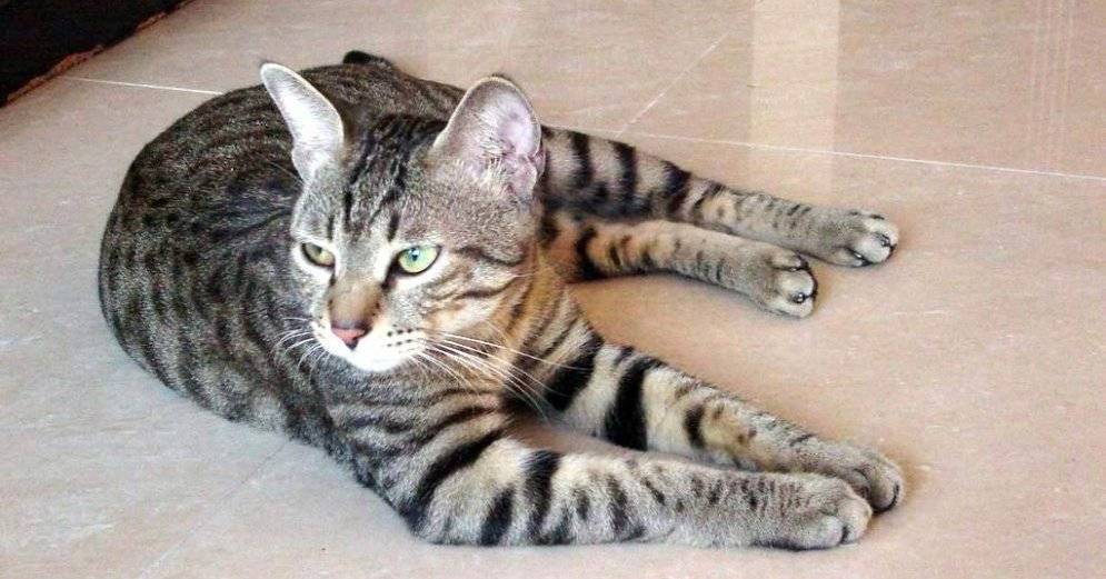 Китайская кошка ли хуа: крадущийся тигр, затаившийся дракон