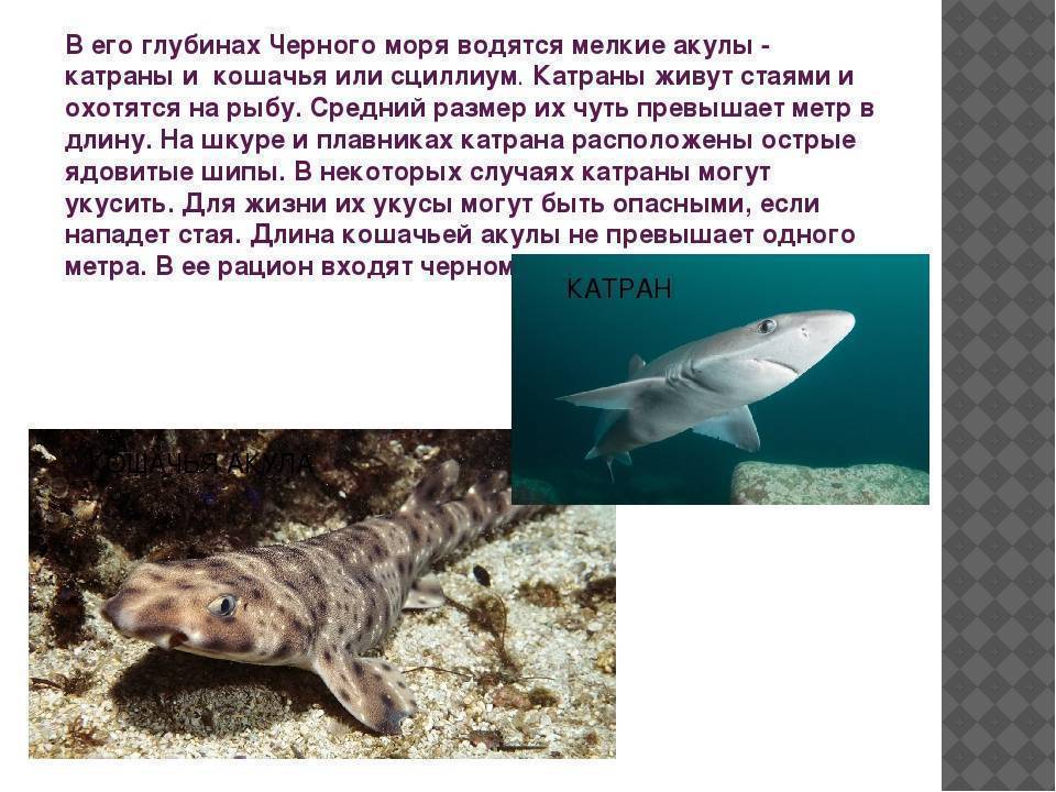Акула катран (лат. Squalus acanthias)