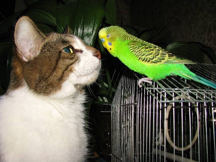 Могут ли ужиться попугай и кошка?