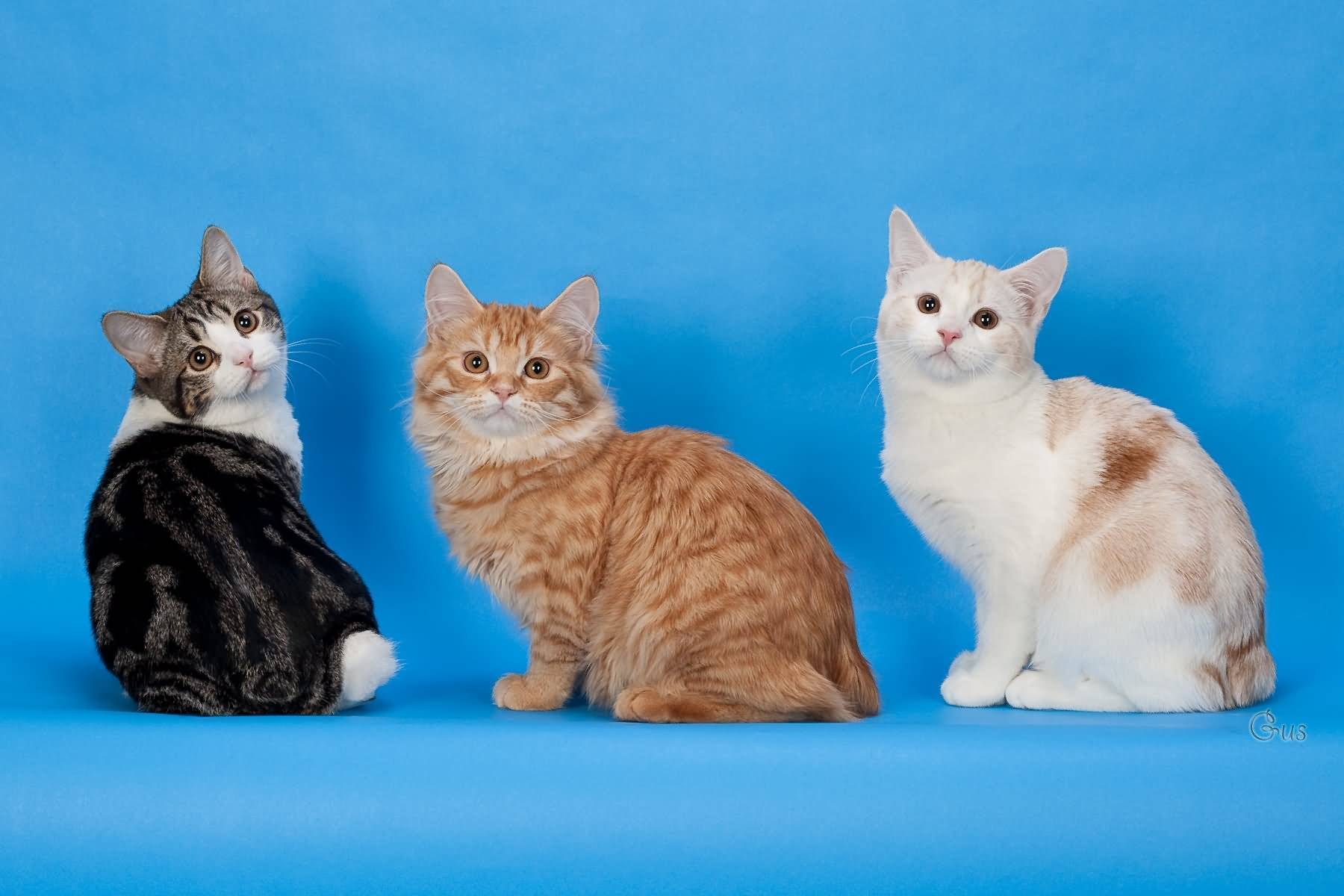 Как определить породу кошки: советы и фотопримеры