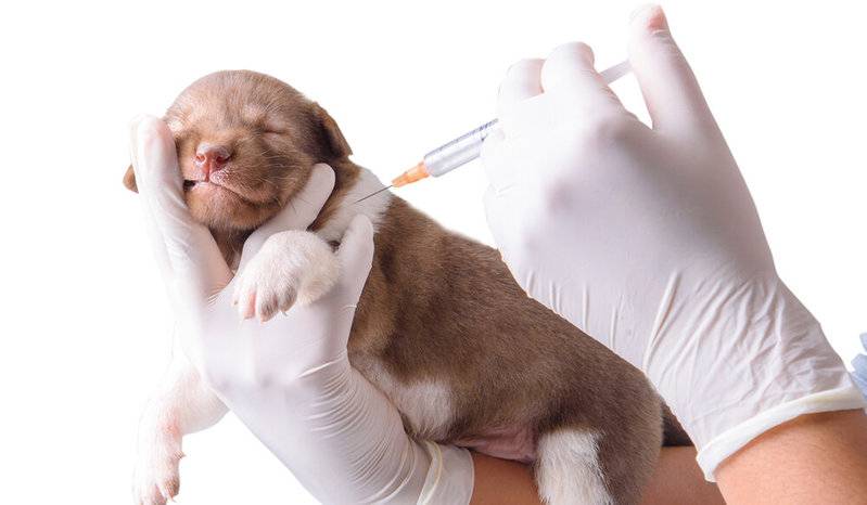 Можно ли собакам гулять после прививки