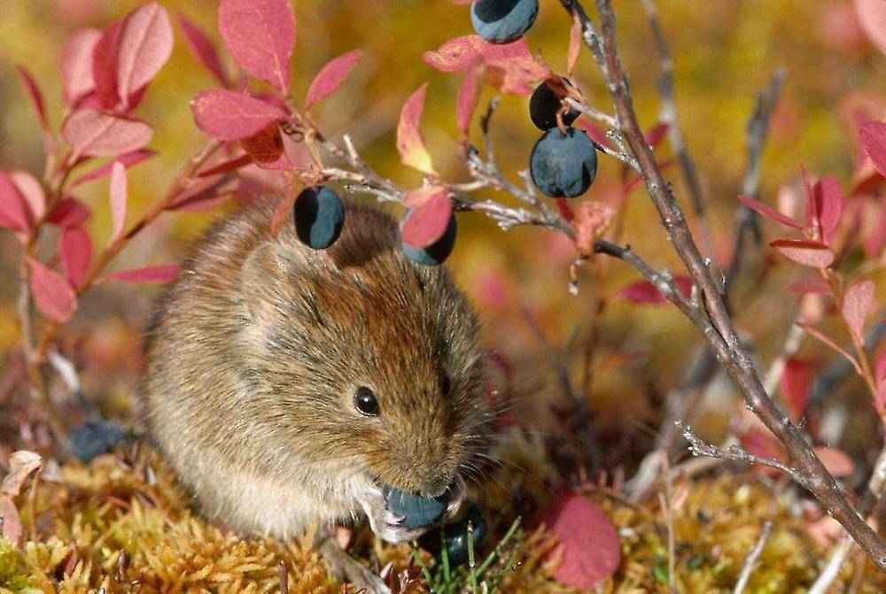 Полевая мышь: как выглядит, сколько живет и чем питается, меры борьбы с полевкой