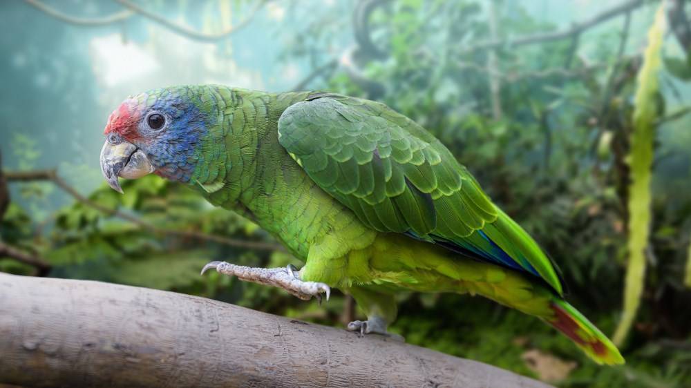 Международная торговля попугаями - international parrot trade - abcdef.wiki