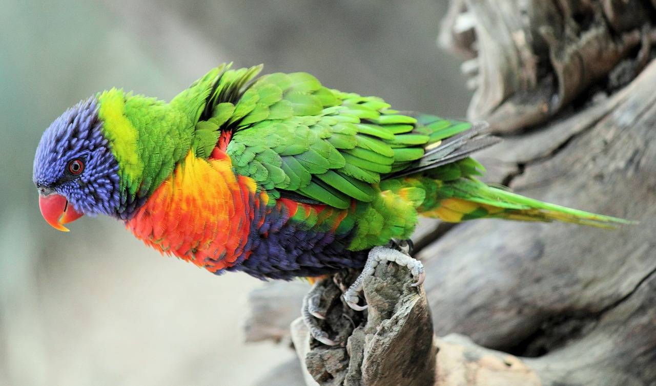 Попугай лори: особенности видов и правила содержания