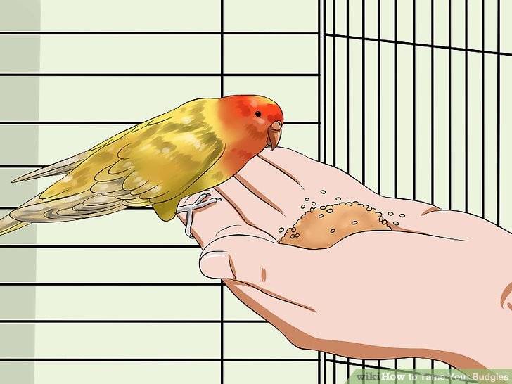 Как быстро приручить волнистого попугая к рукам