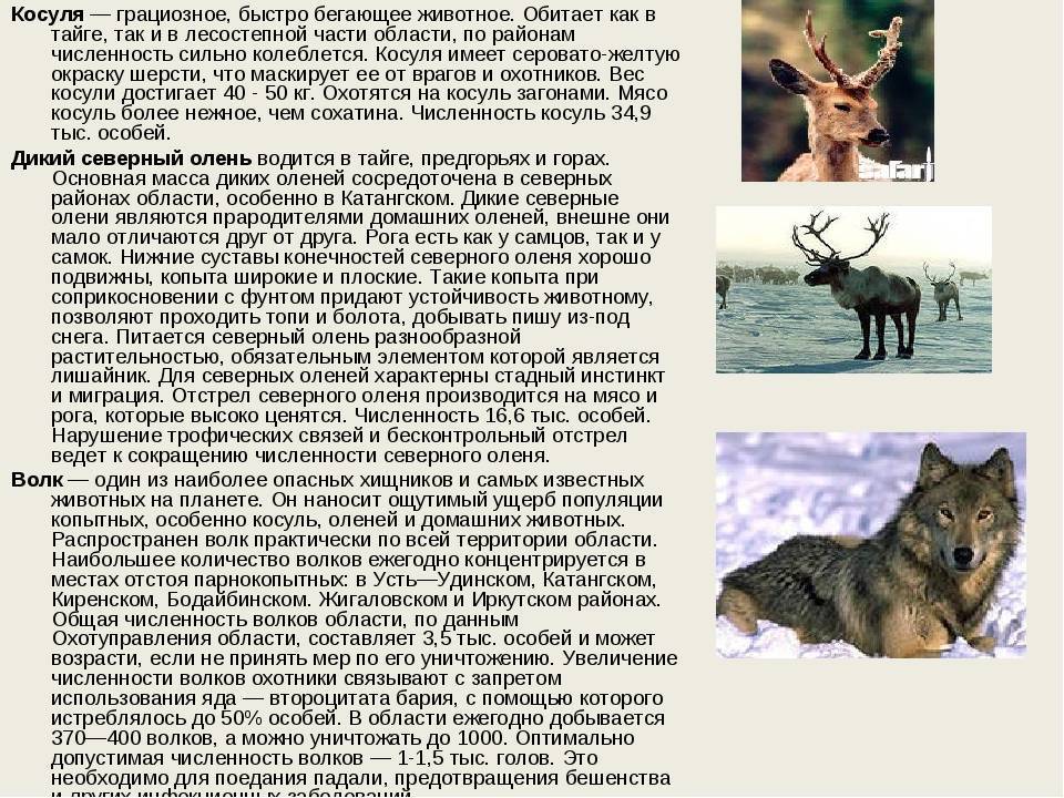 Животные тайги в россии – список с фото и названиями | животные мир зоны тайги