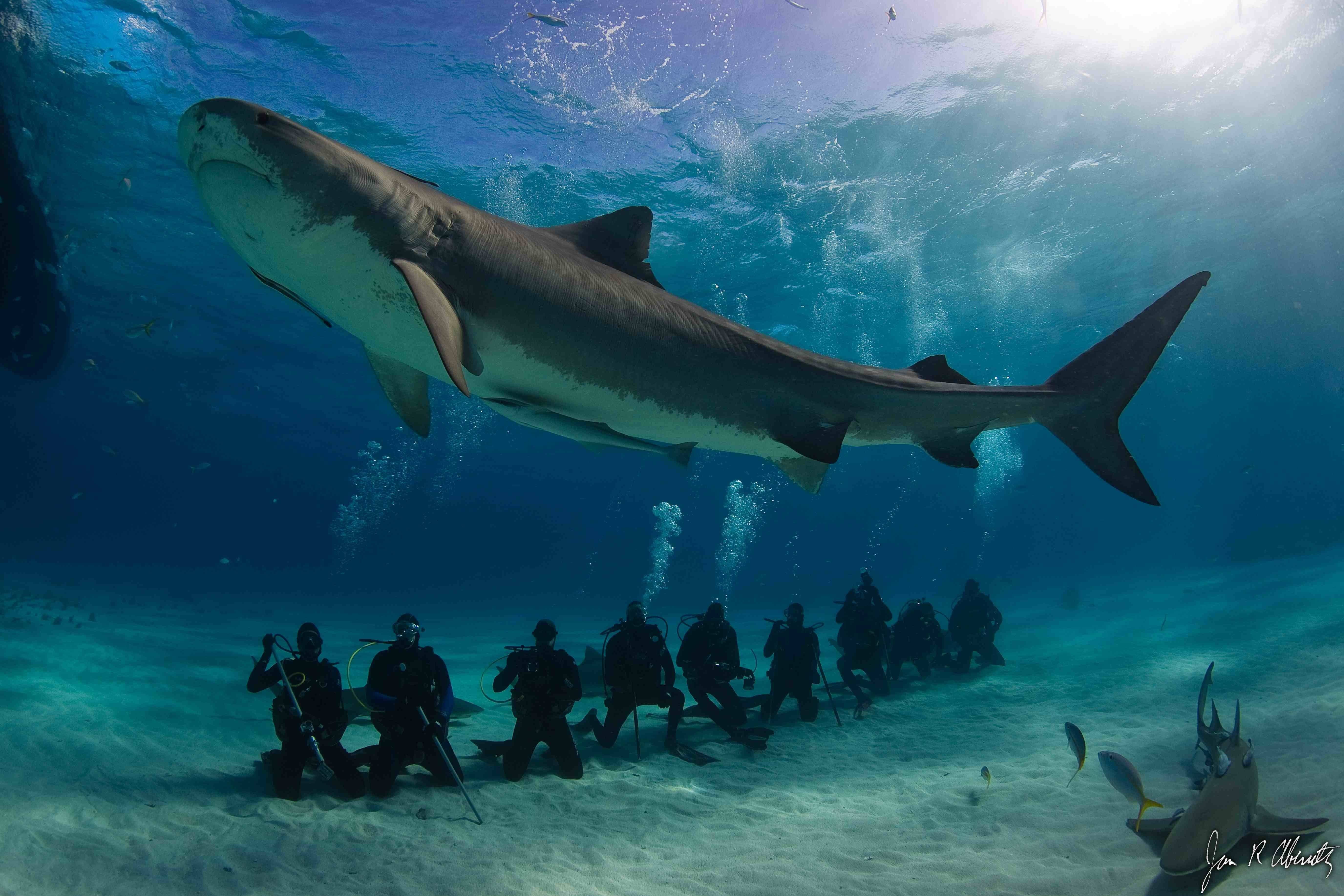8 самых больших акул в мире сейчас и в прошлом