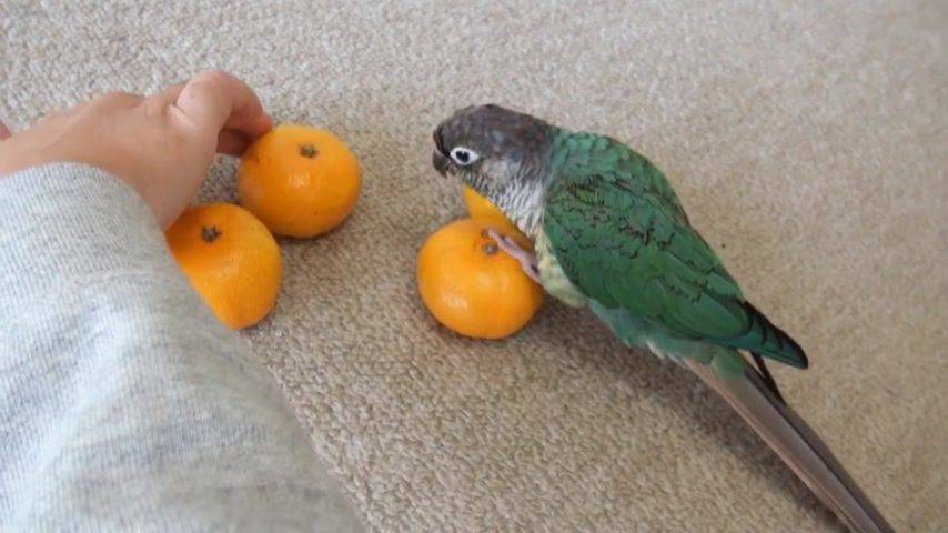 Какие фрукты можно волнистым попугаям