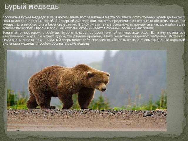 Медведи – фото, описание, виды, ареал, рацион, враги