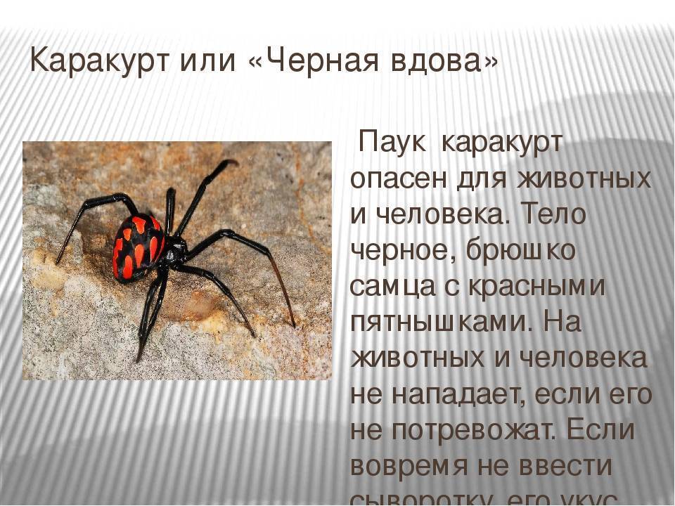 Черная вдова паук. образ жизни и среда обитания черной вдовы | животный мир