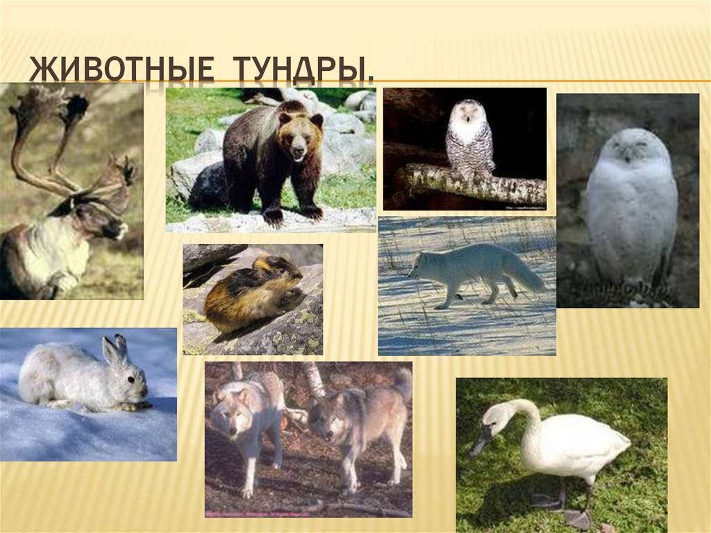 Тундра – растения и животные климатической зоны россии для сообщения по окружающему миру