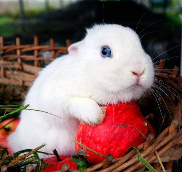 Кролик гермелин: описание породы, характеристики, фото