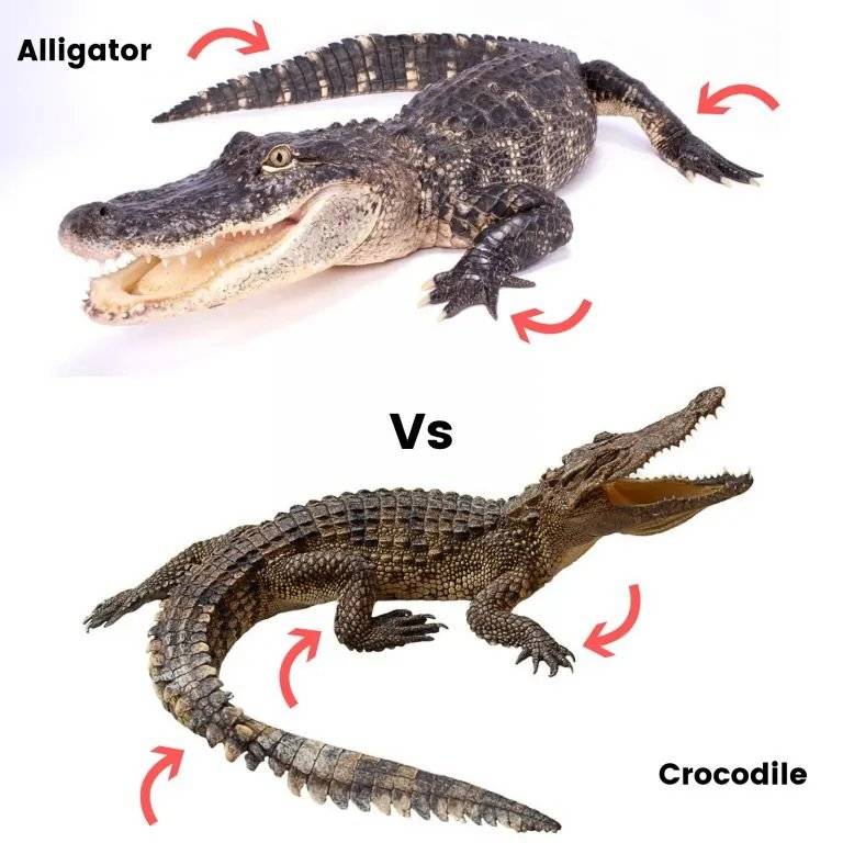 Чем отличается аллигатор от крокодила фото