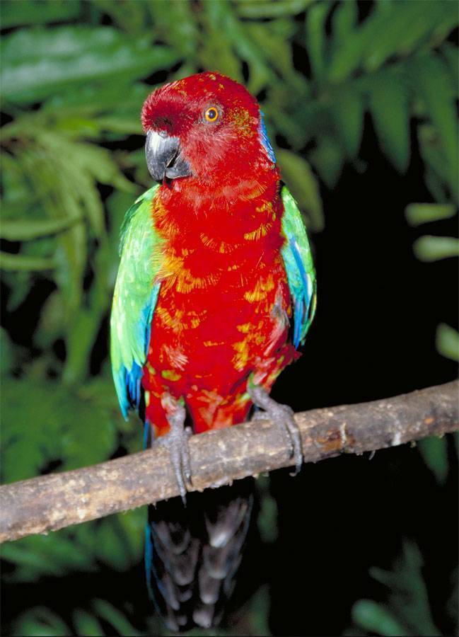 Блестящий попугай – особенности внешнего вида и характера диких птиц