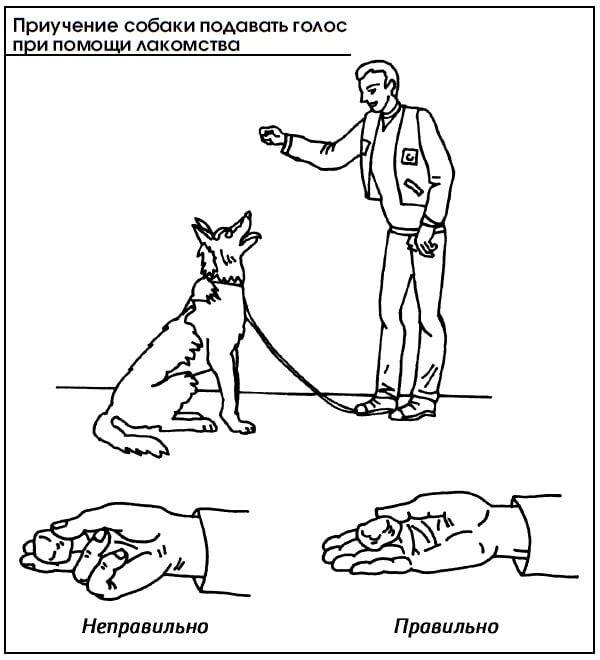 Дрессировка собак: список команд, как дрессировать