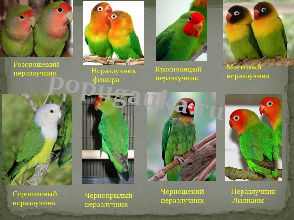 Имена для попугаев неразлучников: как назвать девочку и мальчика