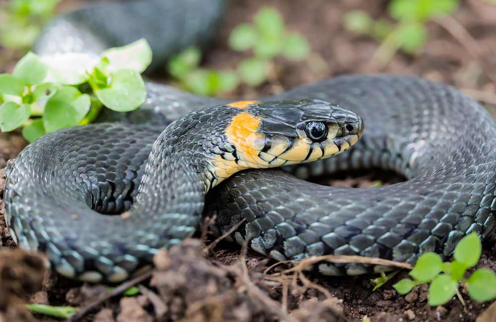 Змеи урала: фото, виды, описание