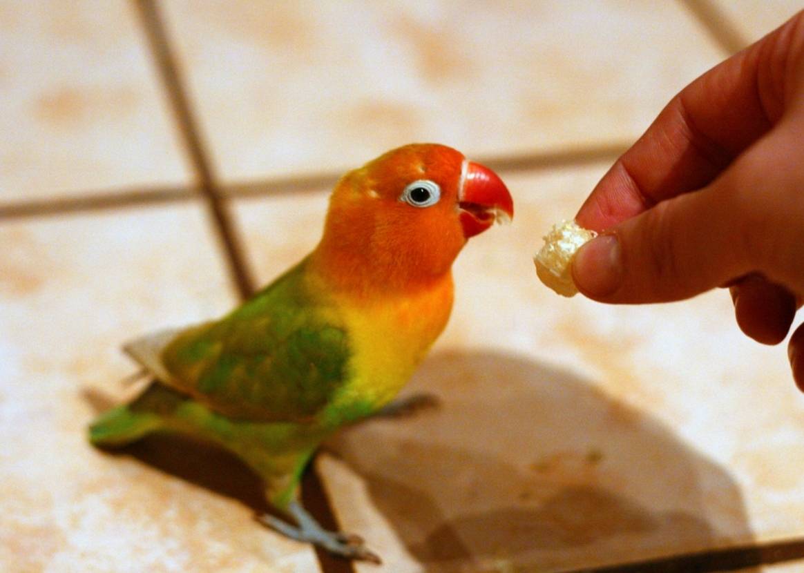 Чем кормить попугая неразлучника, что ест неразлучник