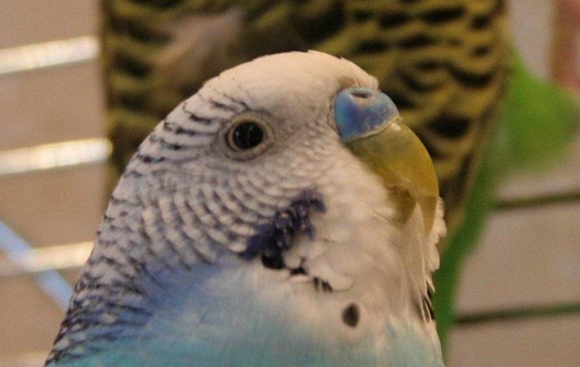 ? болезни клюва у волнистых попугаев: профилактика, лечение