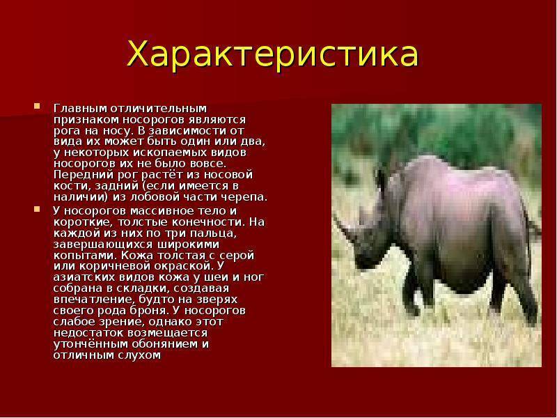 Носорог – описание, фото, виды, чем питается, где обитает