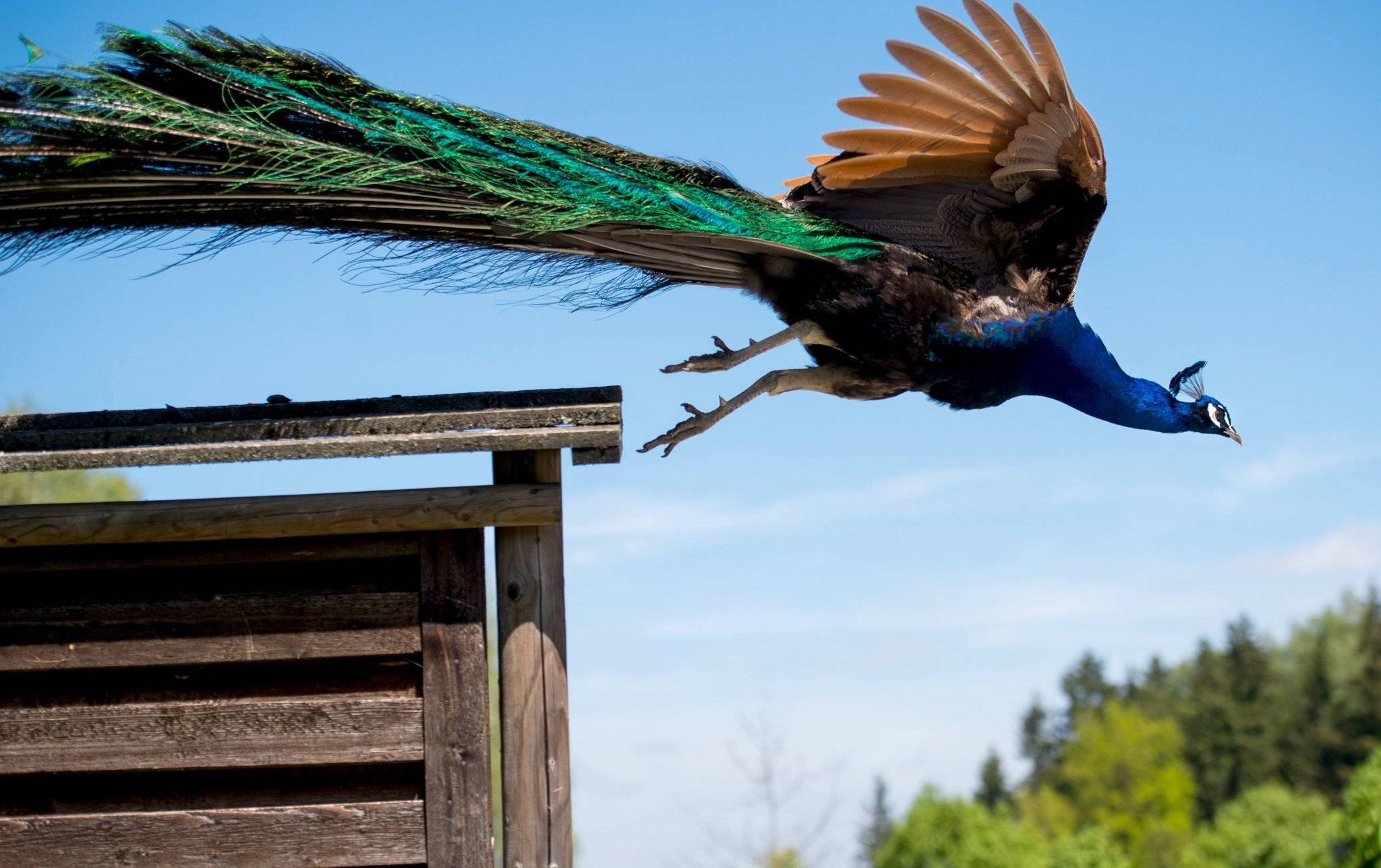 Аэродинамика и механика полёта птиц.
 сайт о животных. pilife