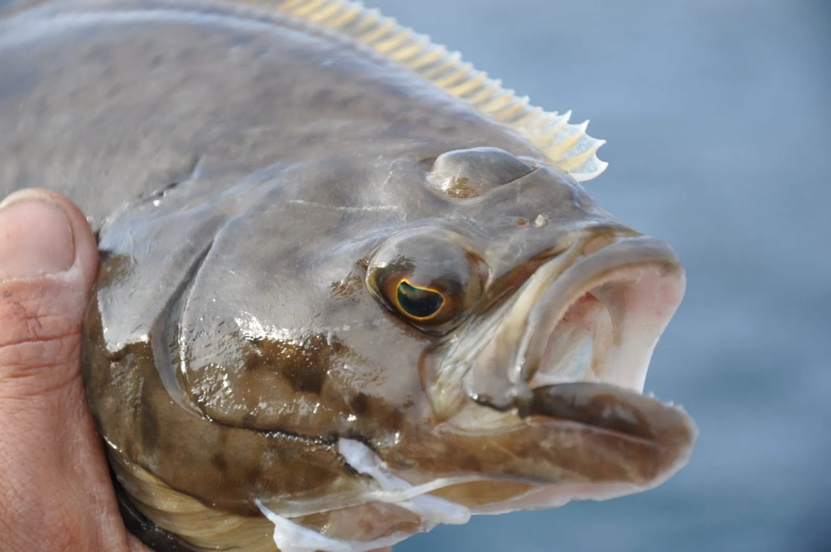 Рыба-капля признана самым уродливым животным в мире