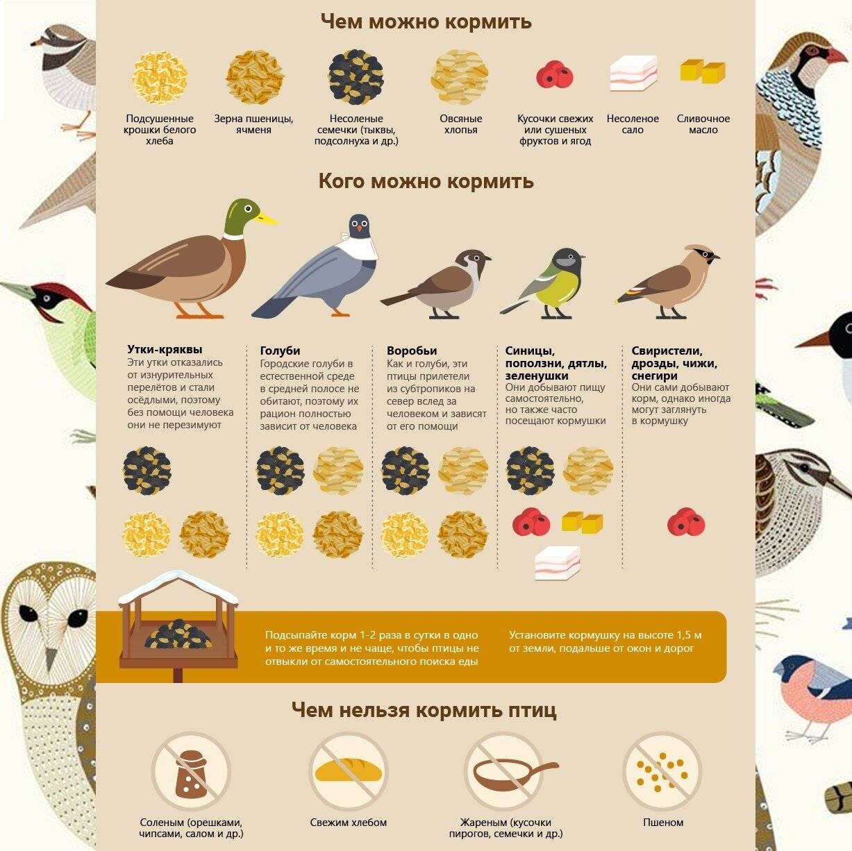 Амадины: виды, содержание, уход, сколько живут птицы