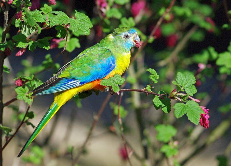 Виды, породы и окрасы попугаев с фото и названиями: как выглядят попугаи, сколько их в мире, какие бывают домашние попугайчики