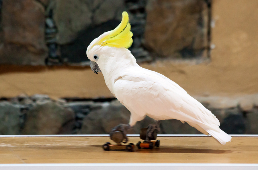 Попугай какаду: как выглядит и где обитает, чем кормить, содержание в домашних условиях, фото