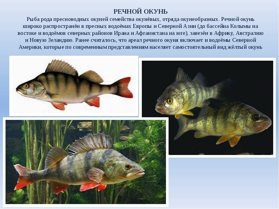 Палтус — чем отличается от других видов рыб?
