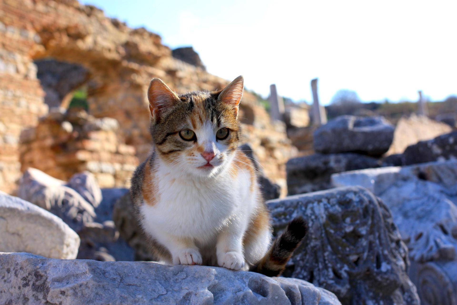 Эгейская кошка. фотографии эгейской кошки, видео эгейской породы кошек. характер эгейской кошки, размер, вес и здоровье эгейской кошки