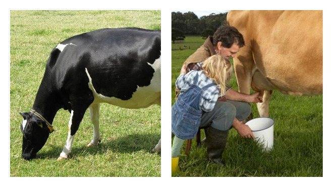 Сколько месяцев в году корова дает молоко