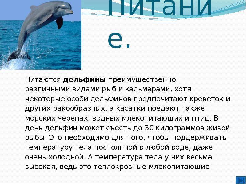 Дельфин (delphinidae): фото, виды, интересные факты