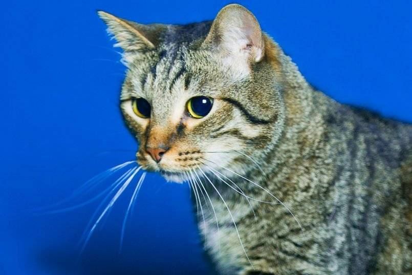 Кельтская кошка: фото, описание, характер, содержание, отзывы