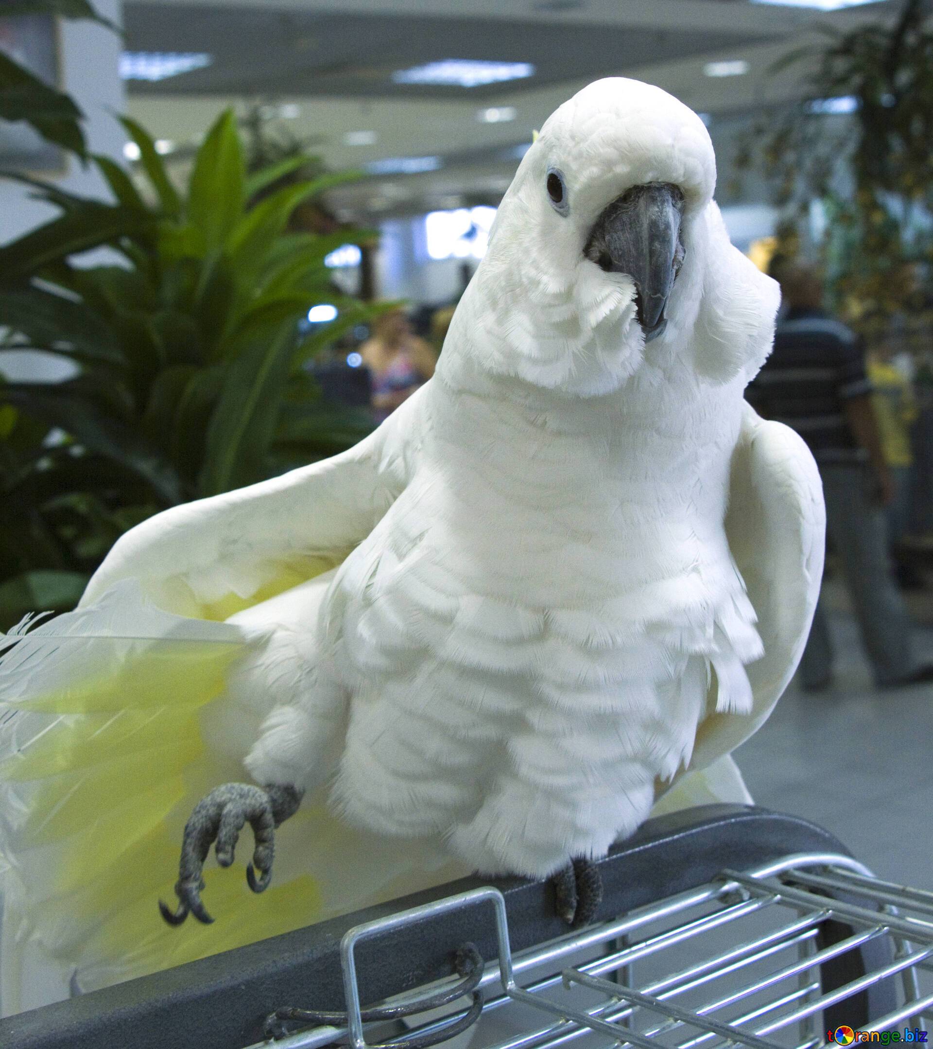 Попугай какаду: всё об уходе и содержании в домашних условиях