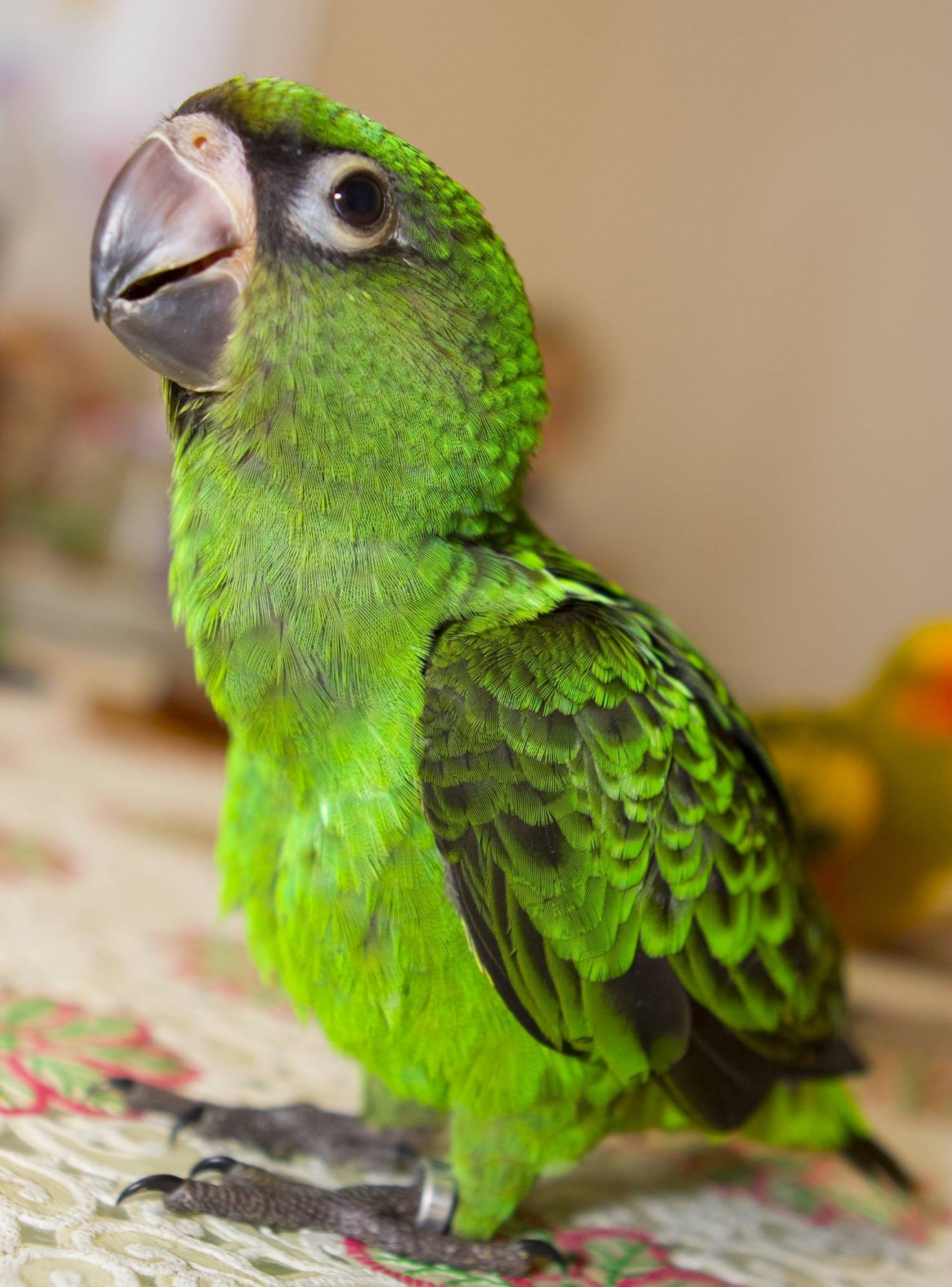Попугай какапо (совиный попугай): вся правда о нелетающем попугае