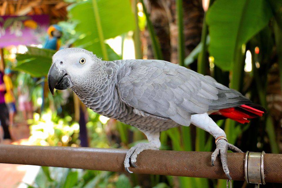 Самый умный попугай в мире: описание, название и особенности